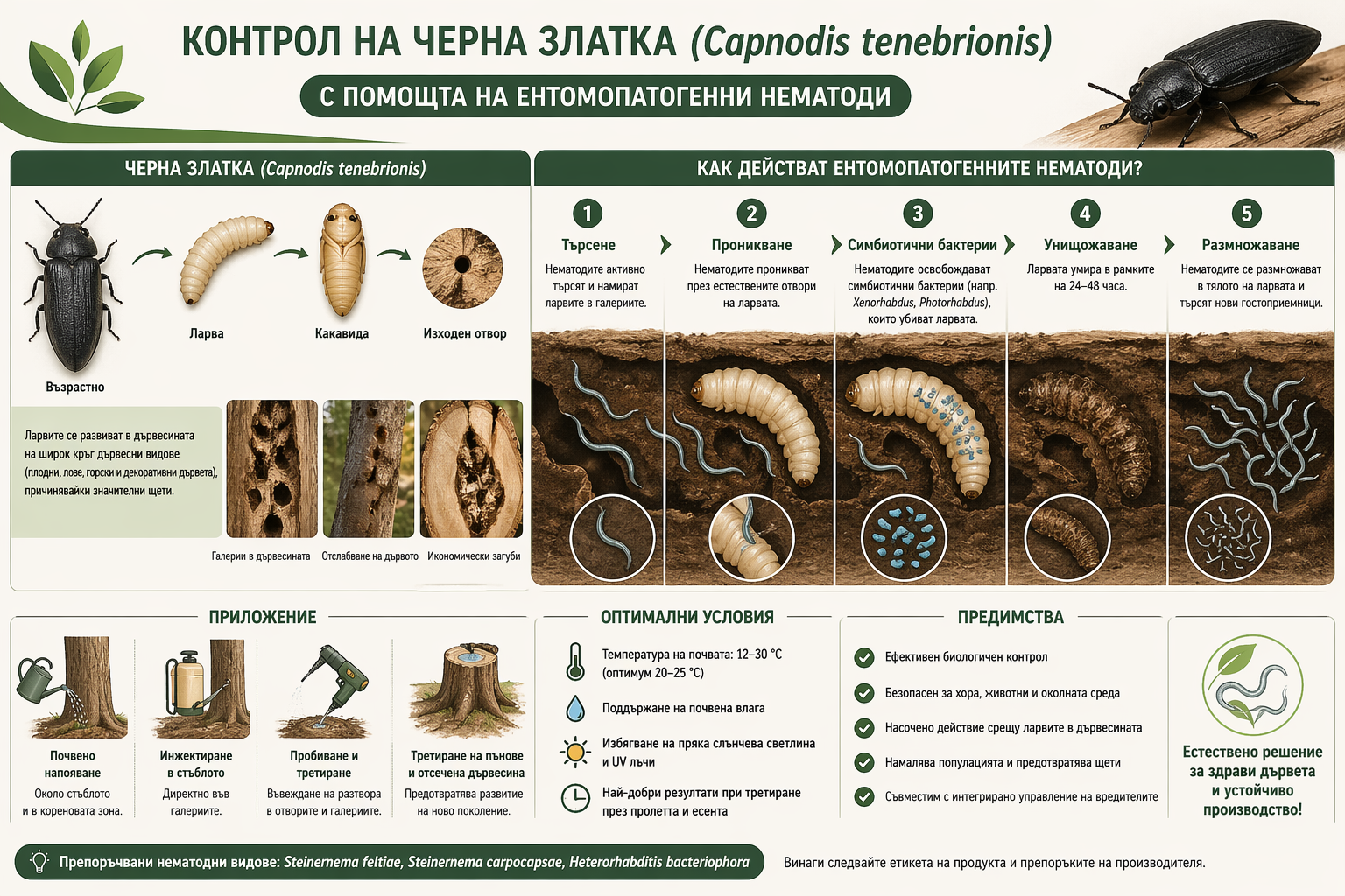Черна златка (Capnodis tenebrionis) - възрастен индивид